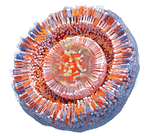 Cross-section of a lipid nanoparticle showing encapsulated genetic material